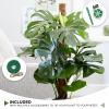 imageEcoNour 265quot 2 Pack 16quot Stackable Moss Pole for Monstera Plant Support  Moss Pole Sticks for Indoor Plants  Bamboo Plant StakesClimbingPottedPothos Philodendron ampamp Creepers with Tie Accessory475