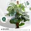 imageEcoNour 265quot 2 Pack 16quot Stackable Moss Pole for Monstera Plant Support  Moss Pole Sticks for Indoor Plants  Bamboo Plant StakesClimbingPottedPothos Philodendron ampamp Creepers with Tie Accessory265